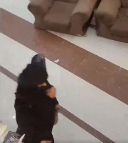 قامت بطعن شرطية.. تفاصيل صادمة لاقتحام مسلحة قاعة افراح في صنعاء لقتل والدة العروسة ماذا يحدث؟