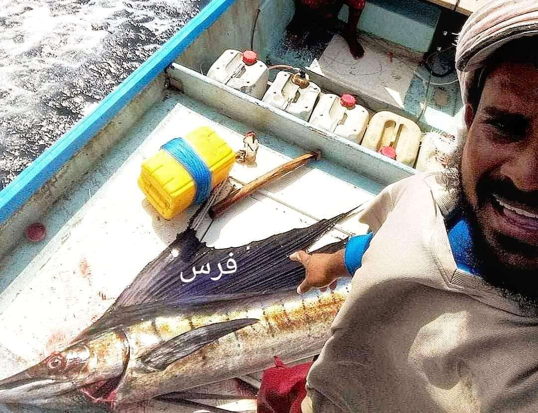 بالصور.. صياد عدني يوضح الفرق بين نوعين من الأسماك