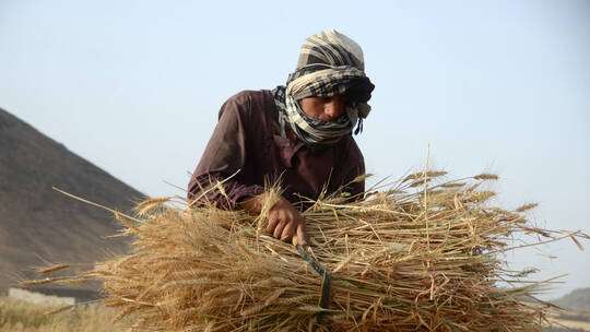 الهند لم تعطي موافقتها بتصدير القمح الى اليمن