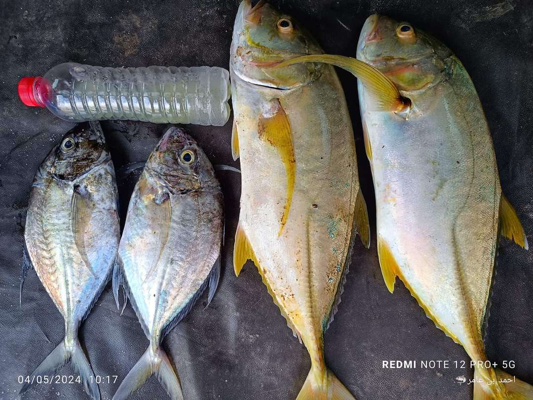 صياد عدني يكشف عن توفر هذا النوع من الأسماك في عدن