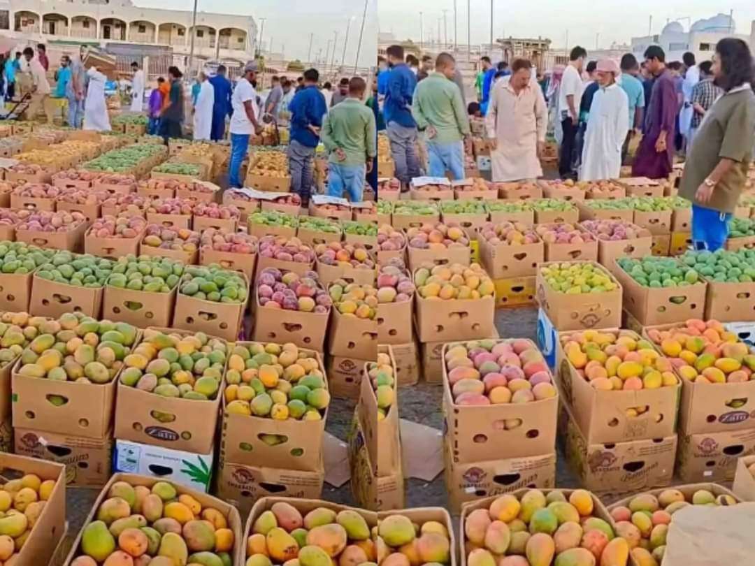 استعدادات جارية لإنشاء مصنع لعصير المانجو في هذه المحافظة