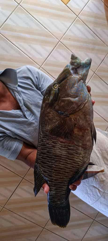 غواص بعدن يصطاد سمكة نادرة يصل سعرها لرقم كبير(صورة)