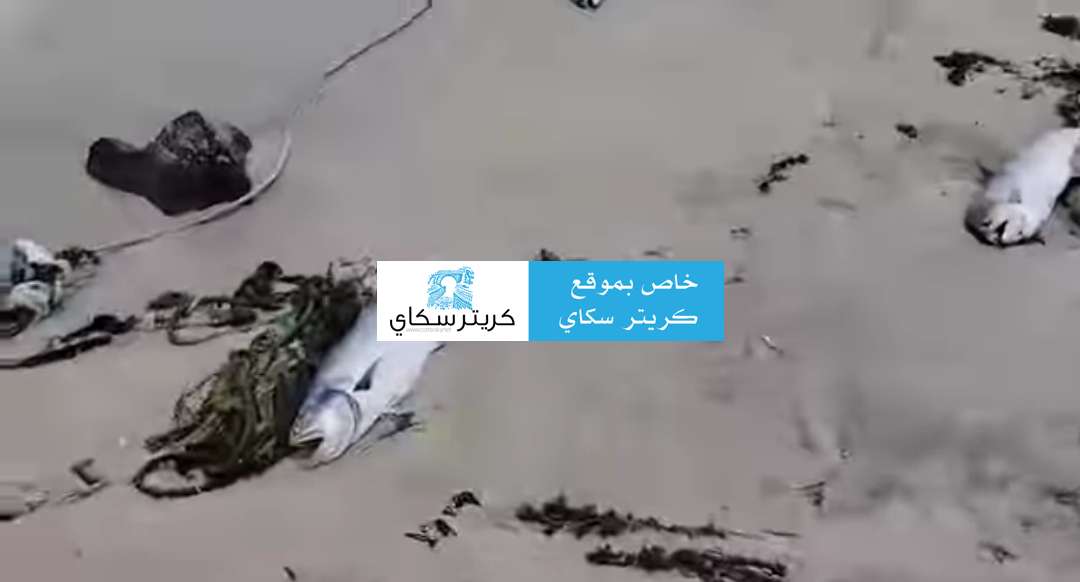 نفوق كميات كبيرة من الأسماك بهذا الساحل