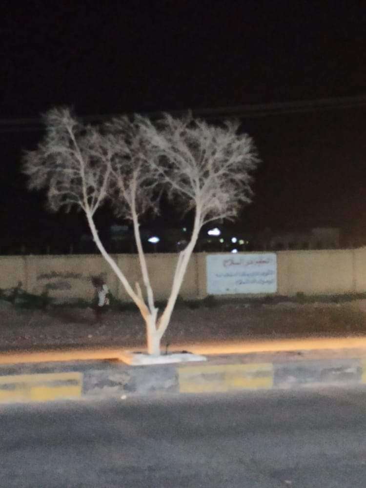 عقب اثارتها للجدل.. السلطات بشبوة توضح بشان الاشجار القديمة في عتق