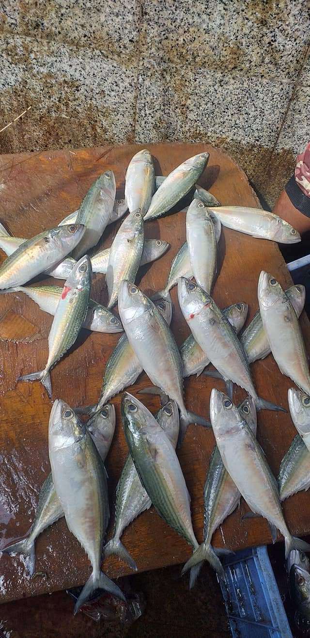 تعرف على أسعار الأسماك اليوم في عدن