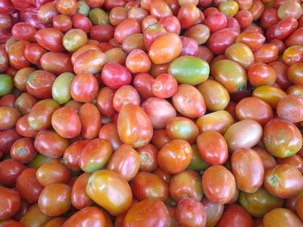 إرتفاع أسعار الطماطم في عدن إلى رقم قياسي
